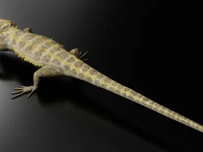 Bearded Dragon 3D Model