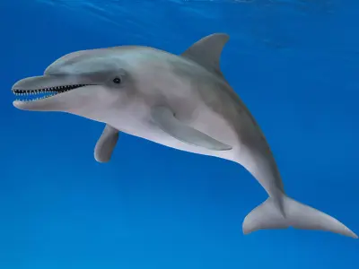 Bottlenose Dolphin Animated Low-poly 3D model