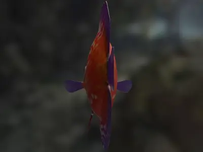 Red Disco fish 3D model