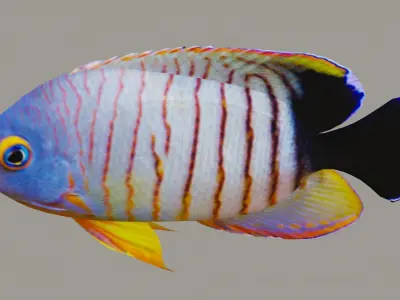 Marine fish Low-poly 3D model
