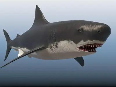 SHARK great Low-poly 3D model order