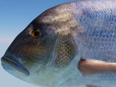 Snapper Photorealistic sea fish 3D Model Rigged Animated Low-poly 3D model