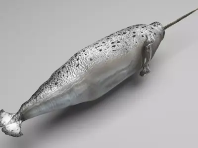 Narwhal 3D model purchase