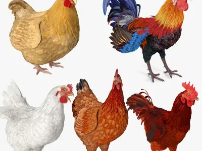 Rooster and Chickens Rigged Collection 2 for Cinema 4D 3D model