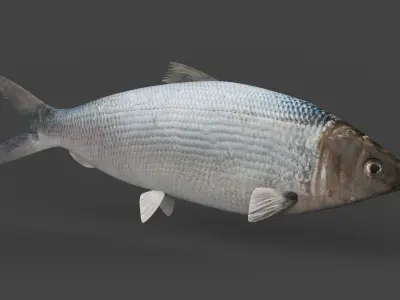 Milkfish fish 3D model