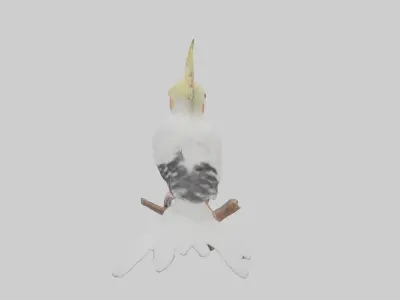 Cockatiel singing model Low-poly 3D model