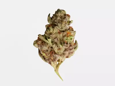 Realistic Cannabis Bud 01 3D model