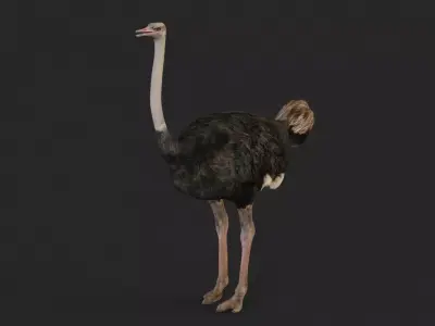 Ostrich 3D model buy