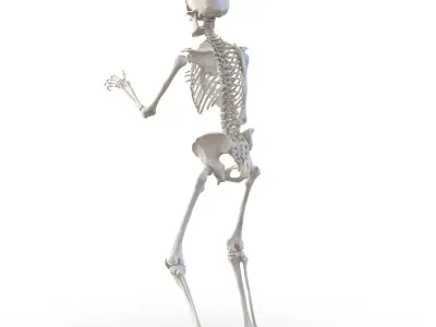 Human Skeletons Rigged Collection for Maya 3D model