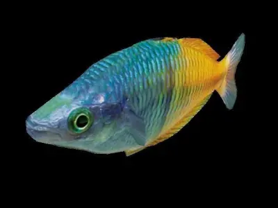 Rainbow Fish Low-poly 3D model