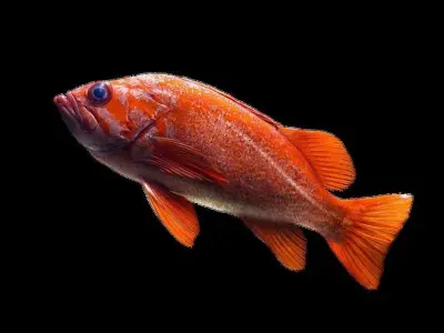 Red Fish 3D model
