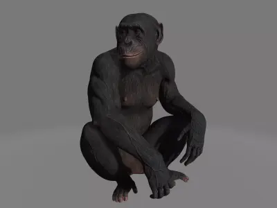 chimpansee chimpanzee 3D model