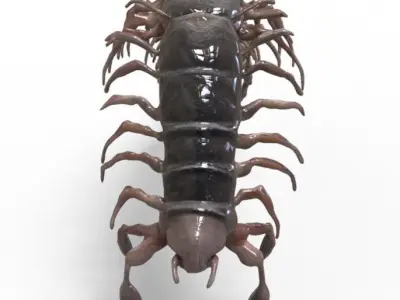 Centipede Creature 3D model