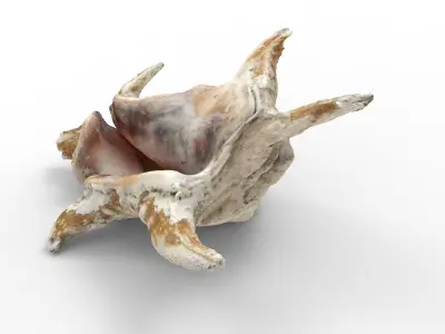Full detailed sea shell photogrammetry 3D model