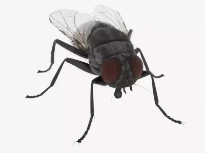 Realistic Housefly Low-poly 3D model