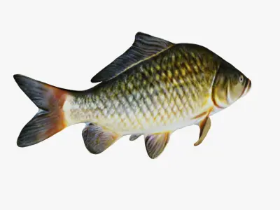 Carp Animal Free 3D model
