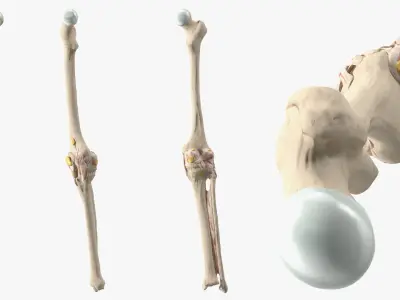Human Knee Bone Set 3D model