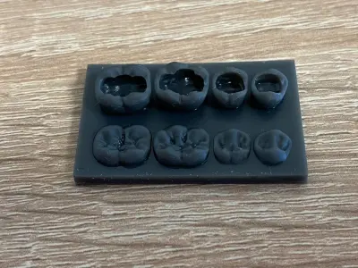 Dental training model of lower teeth 3D model