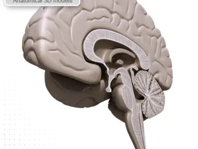 BRAIN Section MR 3D model