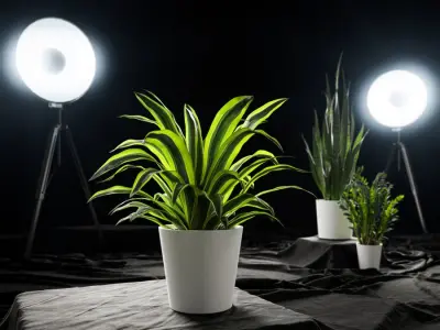  Dracaena Potted Plant Model, Lemon Lime  purchase