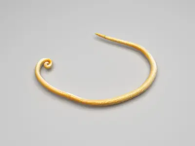 Whipworm 3D model