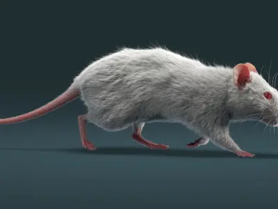 Rat Fur Animated 3D model