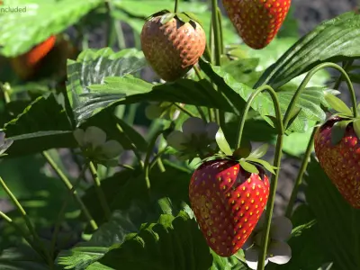 Strawberry Plant with Ripe and Green Fruits 3D model