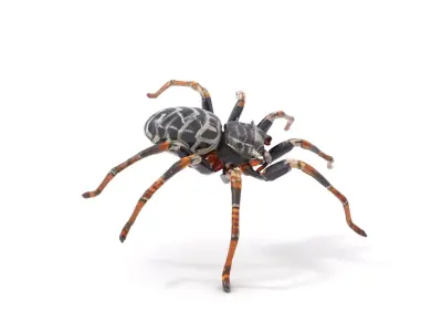 Metallic Spider model pack Low-poly 3D model