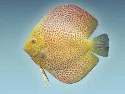 Discus Fish 5 3D model