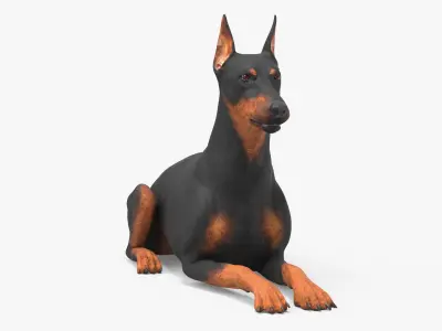 Doberman Pinscher Dog Lying Down 3D model