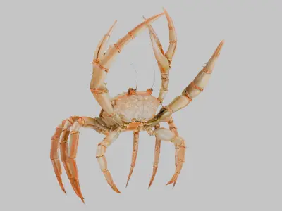Golden Crab 3D Model Low-poly 3D model