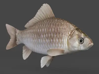 Carp Fish 3D model buy