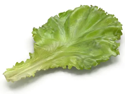 Lettuce Leaf 3D model