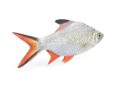 Tinfoil Barb Fish 3D model purchase