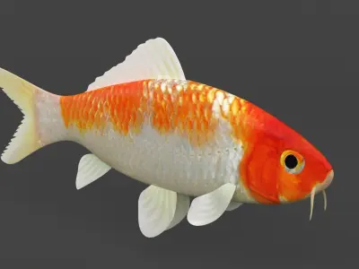 Fish Koi 3D model