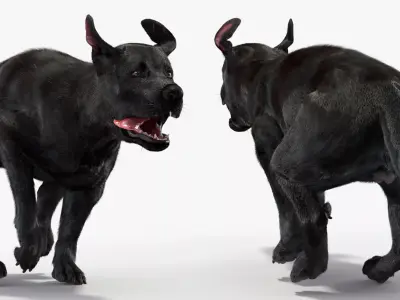 Black Labrador Dog Running Fur Animated Rigged for Cinema 4D 3D model purchase