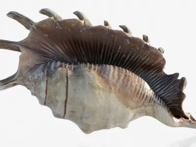 Scanned seashell Low-poly 3D model