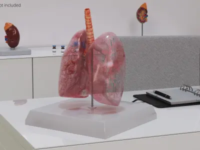 Transparent Lung Anatomy with Vascular Tree 3D model