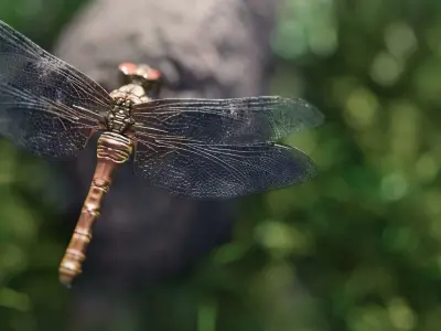 dragonfly 3D model buy