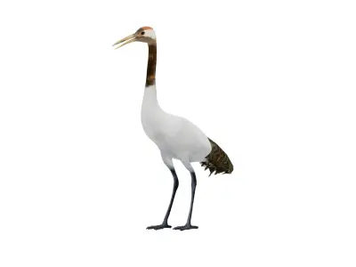 Red Crowned Crane Bird Low-poly 3D model purchase