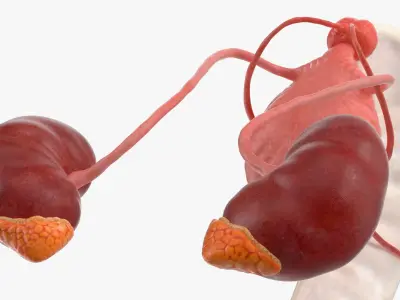 Dog Male Urogenital Organs with Kidneys and Testes 3D model
