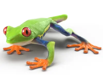 Red Eyed Tree Frog Rigged for Cinema 4D 3D model