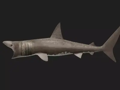Shark Low-poly 3D model 31