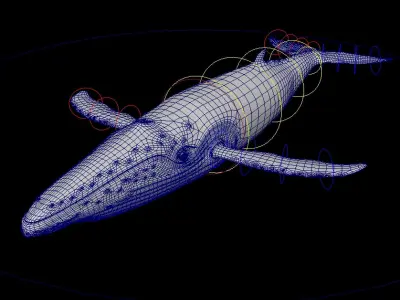 Whale Rigged 3D model