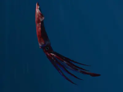Giant Squid Low-poly 3D model buy
