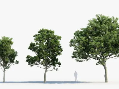 Quercus ilex Holm oak 3D model