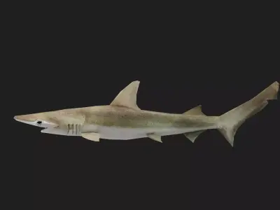 Shark Low-poly 3D model 11