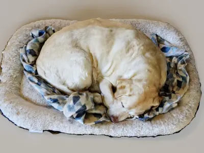 Sleeping dog 3D model