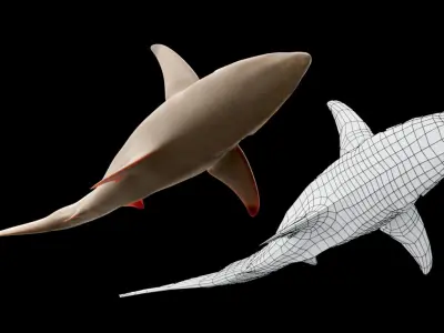Oceanic Blacktip Shark Low-poly 3D model