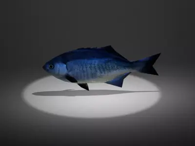 Blue perch Low-poly 3D model